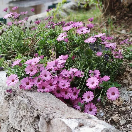 Villa Ahava Dubrovnik